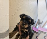 Small #1 Yorkshire Terrier