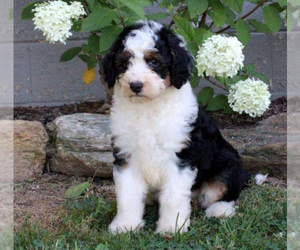 Aussiedoodle Puppy for sale in QUARRYVILLE, PA, USA