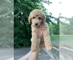 Puppy 3 Goldendoodle