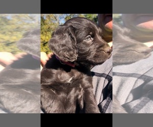 Boykin Spaniel Puppy for Sale in FLINTSTONE, Georgia USA