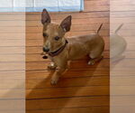 Small #4 Chiweenie