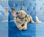 Small Photo #11 French Bulldog Puppy For Sale in SANTA MONICA, CA, USA