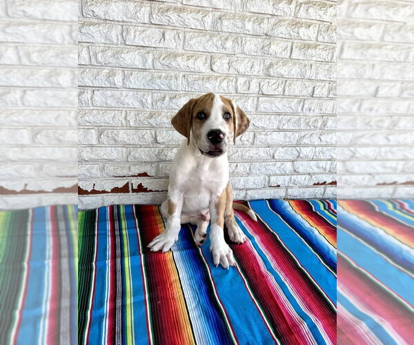 Medium Photo #5 Great Dane-Unknown Mix Puppy For Sale in OKLAHOMA CITY, OK, USA