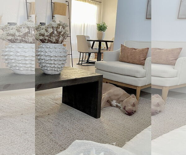 Medium Photo #19 American Pit Bull Terrier-Unknown Mix Puppy For Sale in Chandler, AZ, USA