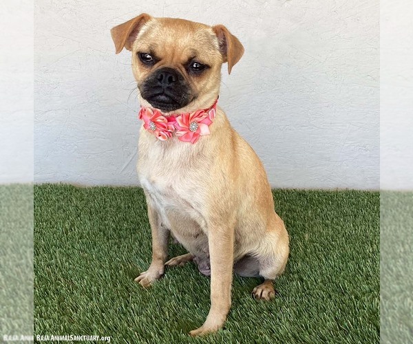Medium Photo #2 Pug-Unknown Mix Puppy For Sale in San Diego, CA, USA