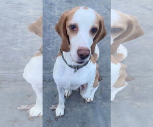 Beagle Dogs for adoption in Apple Valley, CA, USA