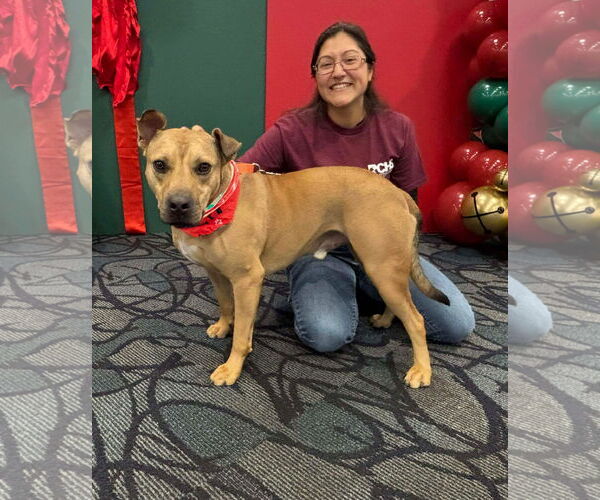 Medium Photo #1 Labrador Retriever-Unknown Mix Puppy For Sale in Doylestown, PA, USA