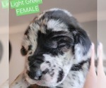 Puppy Light Green Daniff-Neapolitan Mastiff Mix