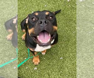 Mutt Dogs for adoption in Fayetteville, NC, USA