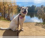 Small French Bulldog-Poodle (Standard) Mix