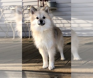 Pomsky Puppy for sale in SAVOY, MA, USA