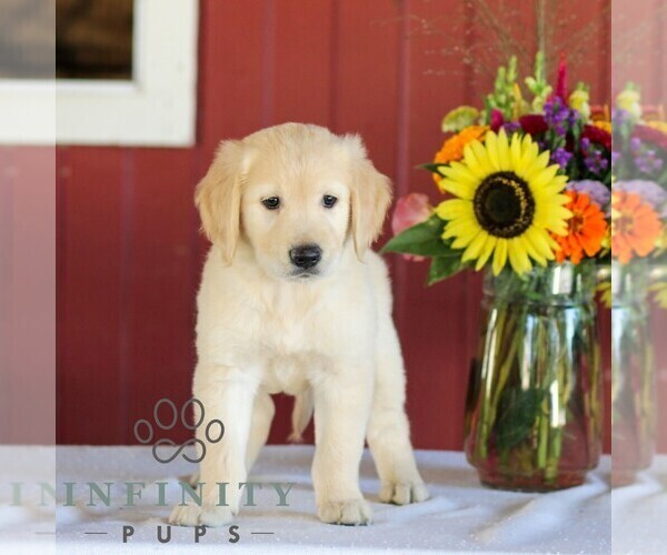 Medium Photo #5 Golden Retriever Puppy For Sale in MANHEIM, PA, USA