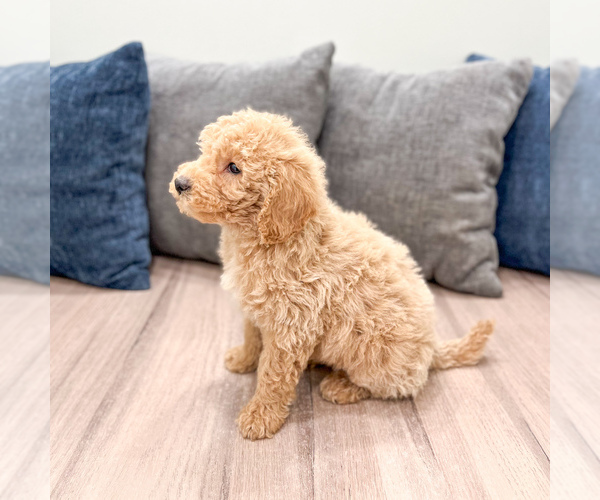 Medium Photo #36 Miniature Labradoodle Puppy For Sale in MILLERSBURG, OH, USA