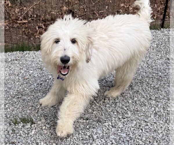 Medium Photo #1 Poodle (Miniature)-Unknown Mix Puppy For Sale in Oak Bluffs, MA, USA
