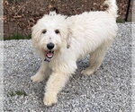 Small Poodle (Miniature) Mix