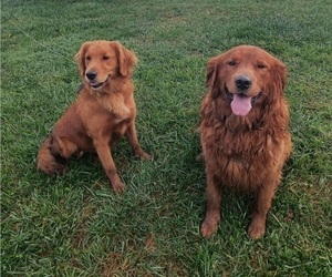 Father of the Golden Retriever puppies born on 11/10/2025