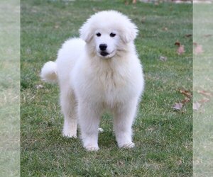 Samoyed Puppy for sale in FREDERICKSBG, OH, USA