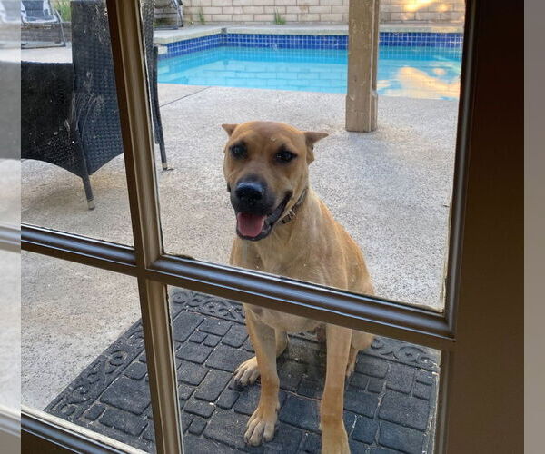 Medium Photo #3 American Staffordshire Terrier-Unknown Mix Puppy For Sale in Dana Point, CA, USA