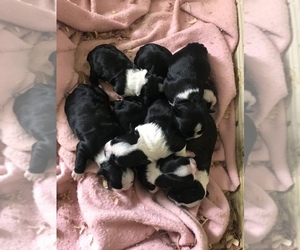 Boston Terrier Puppy for sale in FOWLER, IN, USA
