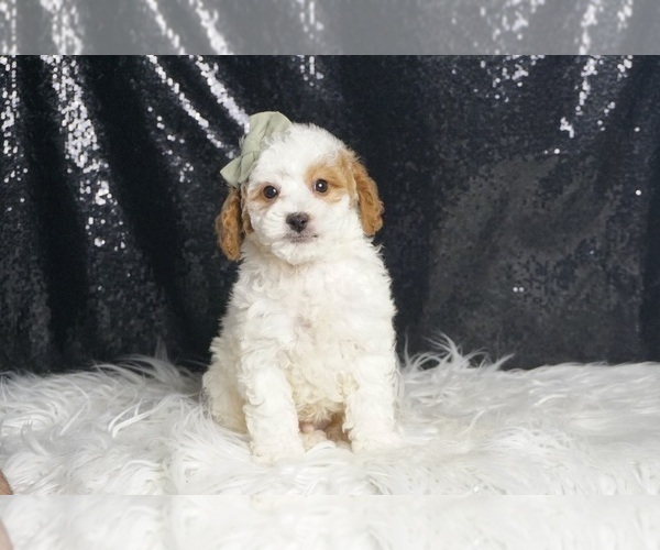 Medium Photo #93 Poodle (Toy) Puppy For Sale in WARSAW, IN, USA
