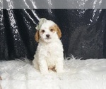 Small Photo #93 Poodle (Toy) Puppy For Sale in WARSAW, IN, USA