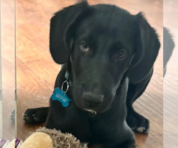 Medium Photo #3 Labrador Retriever-Unknown Mix Puppy For Sale in Cave Creek, AZ, USA