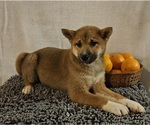 Small Photo #9 Shiba Inu Puppy For Sale in EDINA, MO, USA