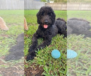 Mother of the Goldendoodle-Poodle (Standard) Mix puppies born on 06/19/2021