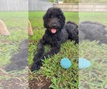 Small Photo #1 Goldendoodle-Poodle (Standard) Mix Puppy For Sale in JACKSONVILLE, FL, USA