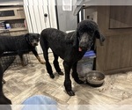 Small Photo #1 Rottle Puppy For Sale in BATTLE GROUND, IN, USA