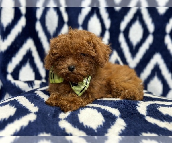 Medium Photo #11 Cavapoo Puppy For Sale in LAKELAND, FL, USA