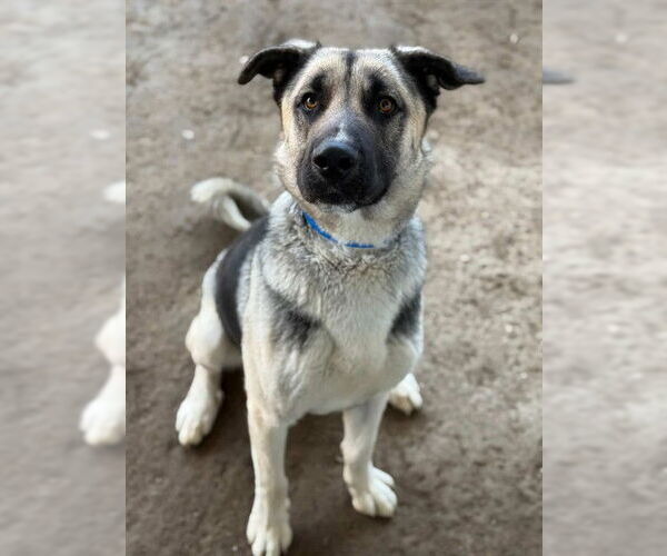 Medium Photo #1 German Shepherd Dog Puppy For Sale in Riverside, CA, USA