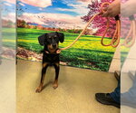 Small Miniature Pinscher Mix