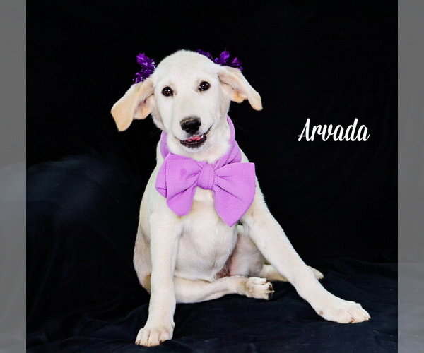 Medium Photo #1 Carolina Dog-Great Pyrenees Mix Puppy For Sale in Chouteau, OK, USA