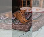Small #2 Chihuahua Mix