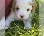 Small #7 Cavapoo-Poodle (Toy) Mix