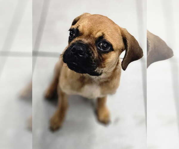 Medium Photo #3 Puggle Puppy For Sale in Los Angeles, CA, USA