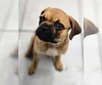 Small #2 Puggle