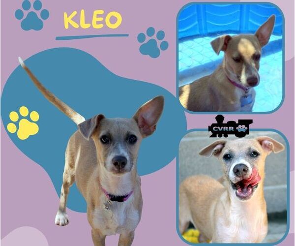 Medium Photo #2 Pembroke Welsh Corgi-Unknown Mix Puppy For Sale in Lindsay, CA, USA