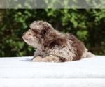 Small #7 ShihPoo