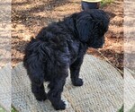 Small #9 F2 Aussiedoodle