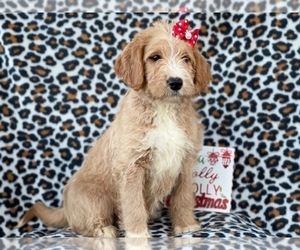 Labradoodle Puppy for sale in LAKELAND, FL, USA
