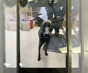 Labrador Retriever Dogs for adoption in Stockton, CA, USA