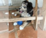 Small Photo #5 Aussiedoodle Puppy For Sale in LONGWOOD, FL, USA