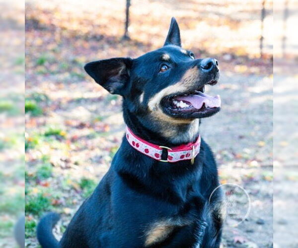 Medium Photo #3 Australian Kelpie-Rottweiler Mix Puppy For Sale in Brewster, NY, USA