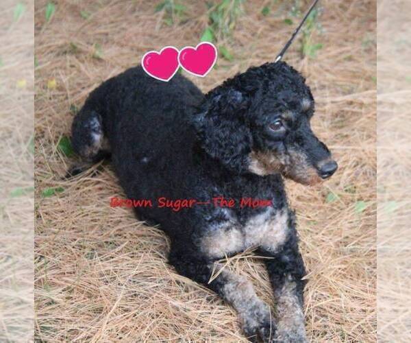 Medium Photo #1 Bernedoodle-Poodle (Miniature) Mix Puppy For Sale in STANLEY, WI, USA