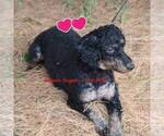 Small Photo #1 Bernedoodle-Poodle (Miniature) Mix Puppy For Sale in STANLEY, WI, USA