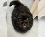 Small Photo #2 Shih Tzu Puppy For Sale in ROSEVILLE, OH, USA