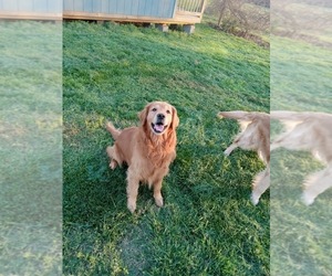 Father of the Goldendoodle puppies born on 05/11/2025