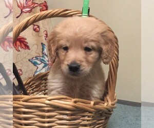Golden Retriever Puppy for sale in LATHAM, MO, USA